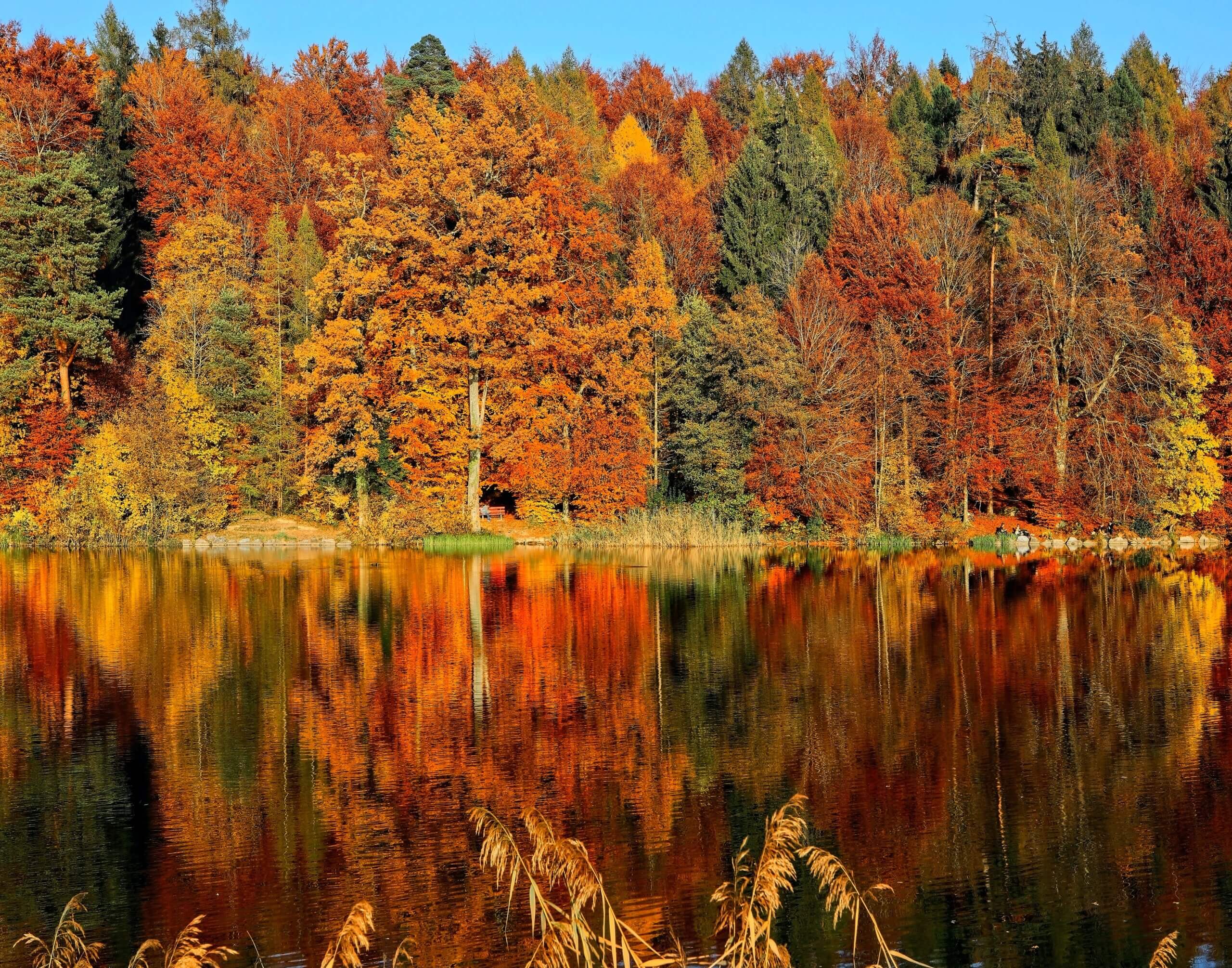A view of autumn trees in varied colours across a lake.