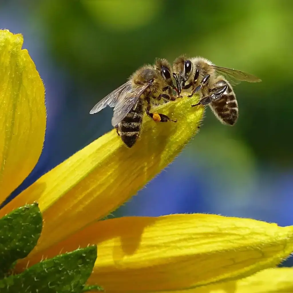 Two bees perched on a yellow flower.