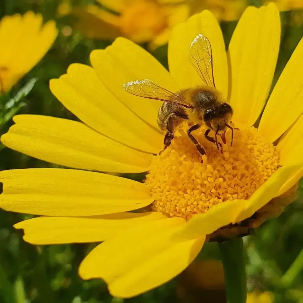 A bee harvesting nectar from a yellow flower.
