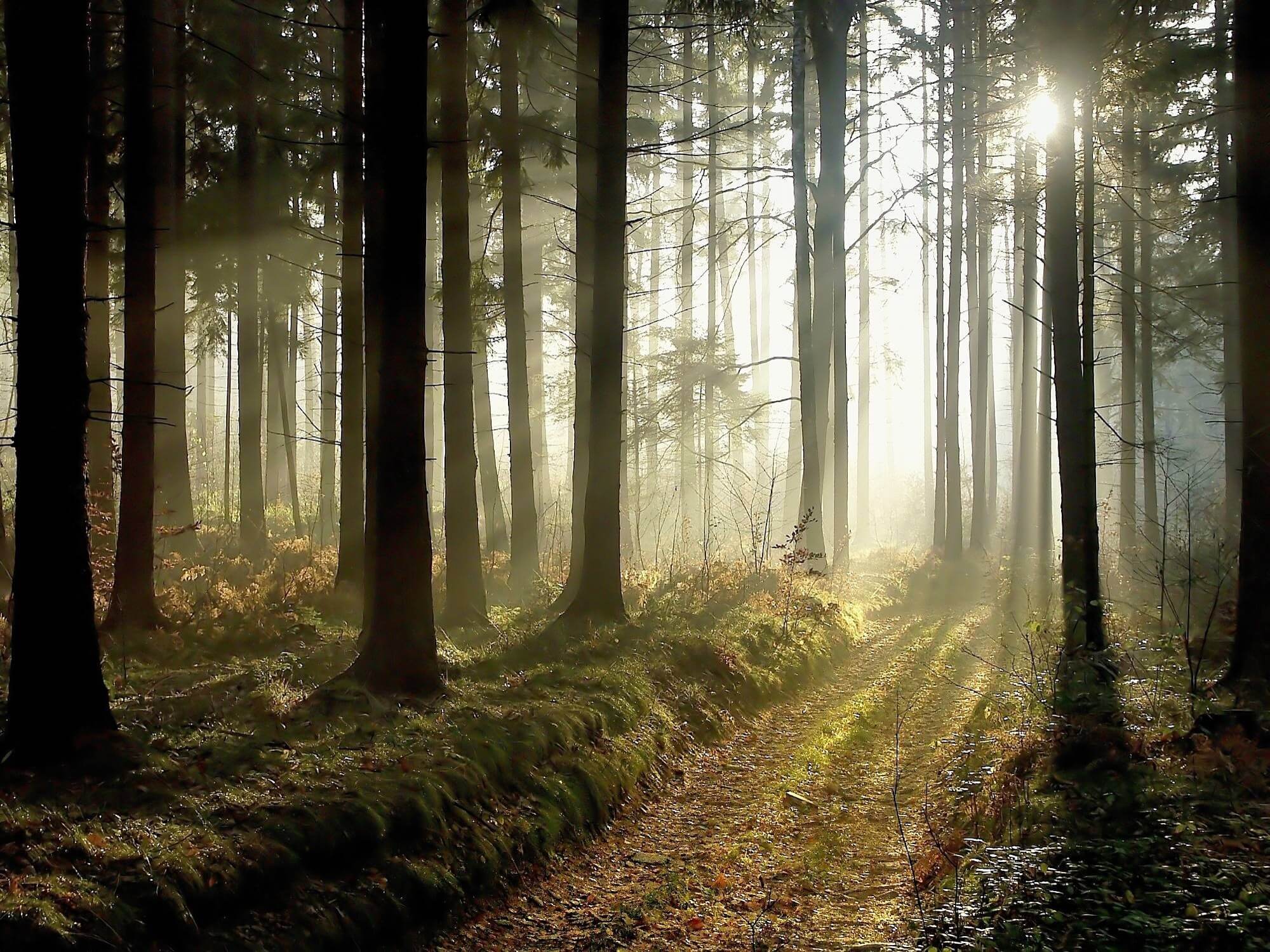 Sunlight shining through silhouetted trees.